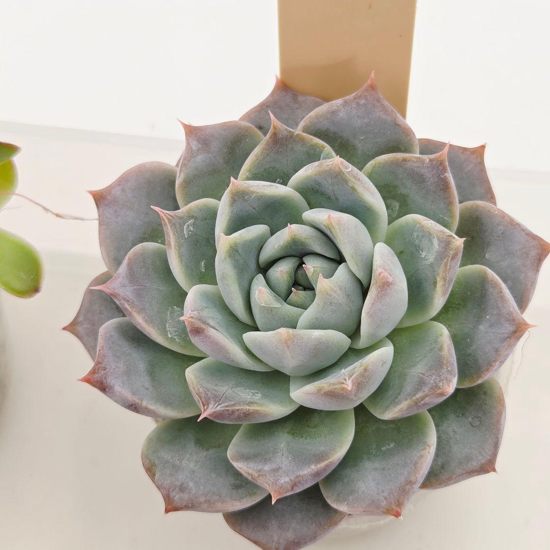 同梱ひまゆき様①大きめ苗 さくらホイップ❣️中里リン❣️エレイン交配❣️発根済