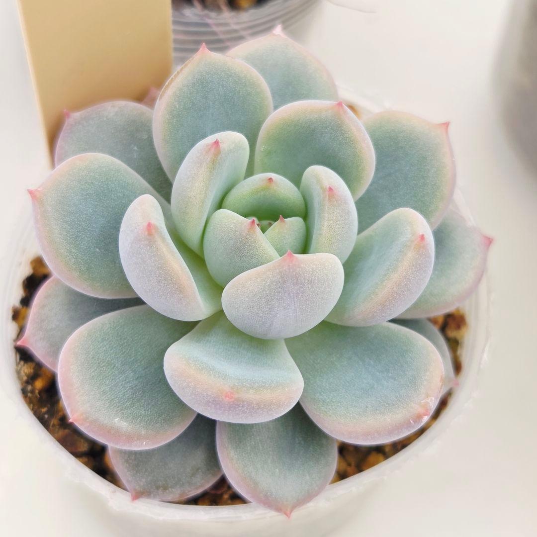 同梱ひまゆき様①大きめ苗 さくらホイップ❣️中里リン❣️エレイン交配❣️発根済