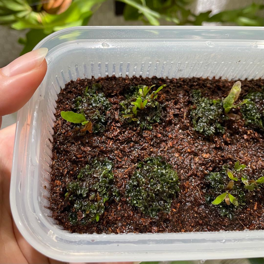 P.willinckii 'OMG' 前葉体・胞子体