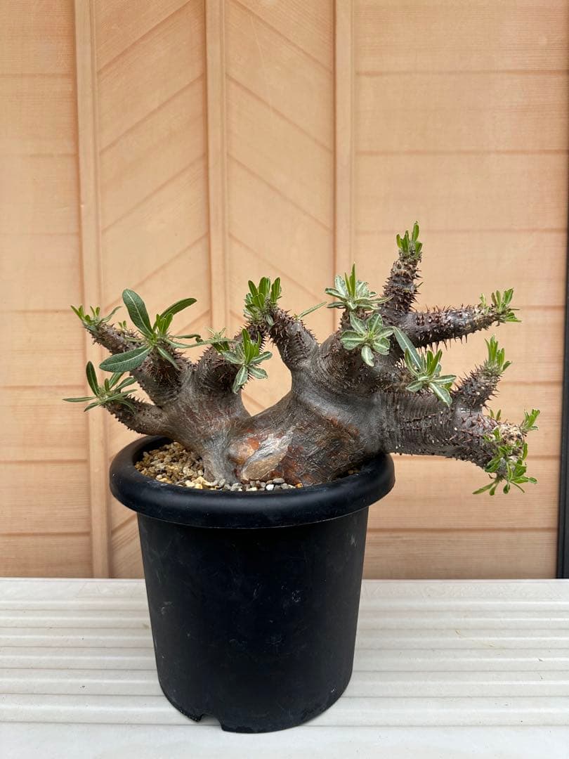 パキポディウム　ホロンベンセ