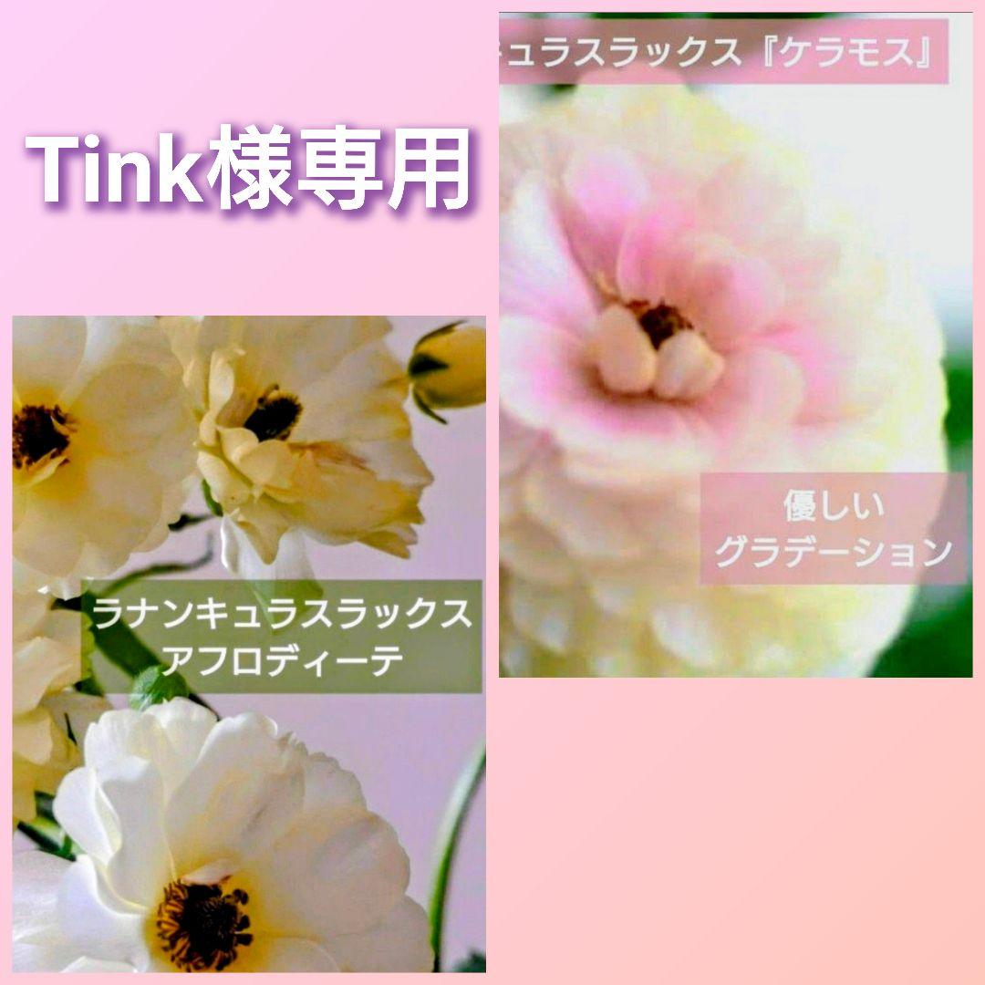 Tink　ラナンキュラスラックス　ケラモス　アフロディーテ♪