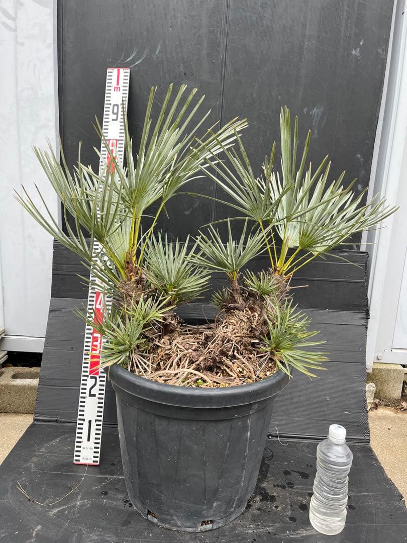 チャメロプスセリフェラ　白銀葉　大分頭株　観葉植物 特大　扇状葉 黒鉢