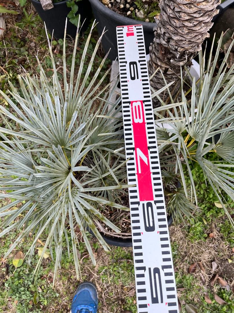 チャメロプスセリフェラ　白銀葉　大分頭株　観葉植物 特大　扇状葉 黒鉢