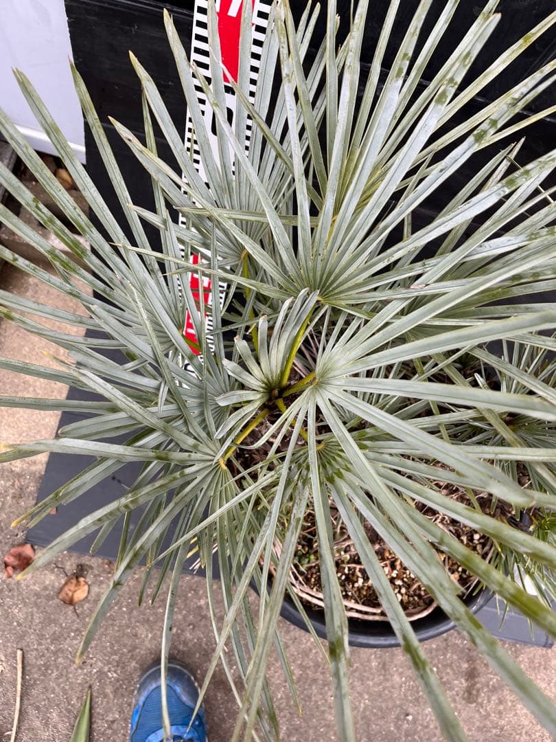 チャメロプスセリフェラ　白銀葉　大分頭株　観葉植物 特大　扇状葉 黒鉢