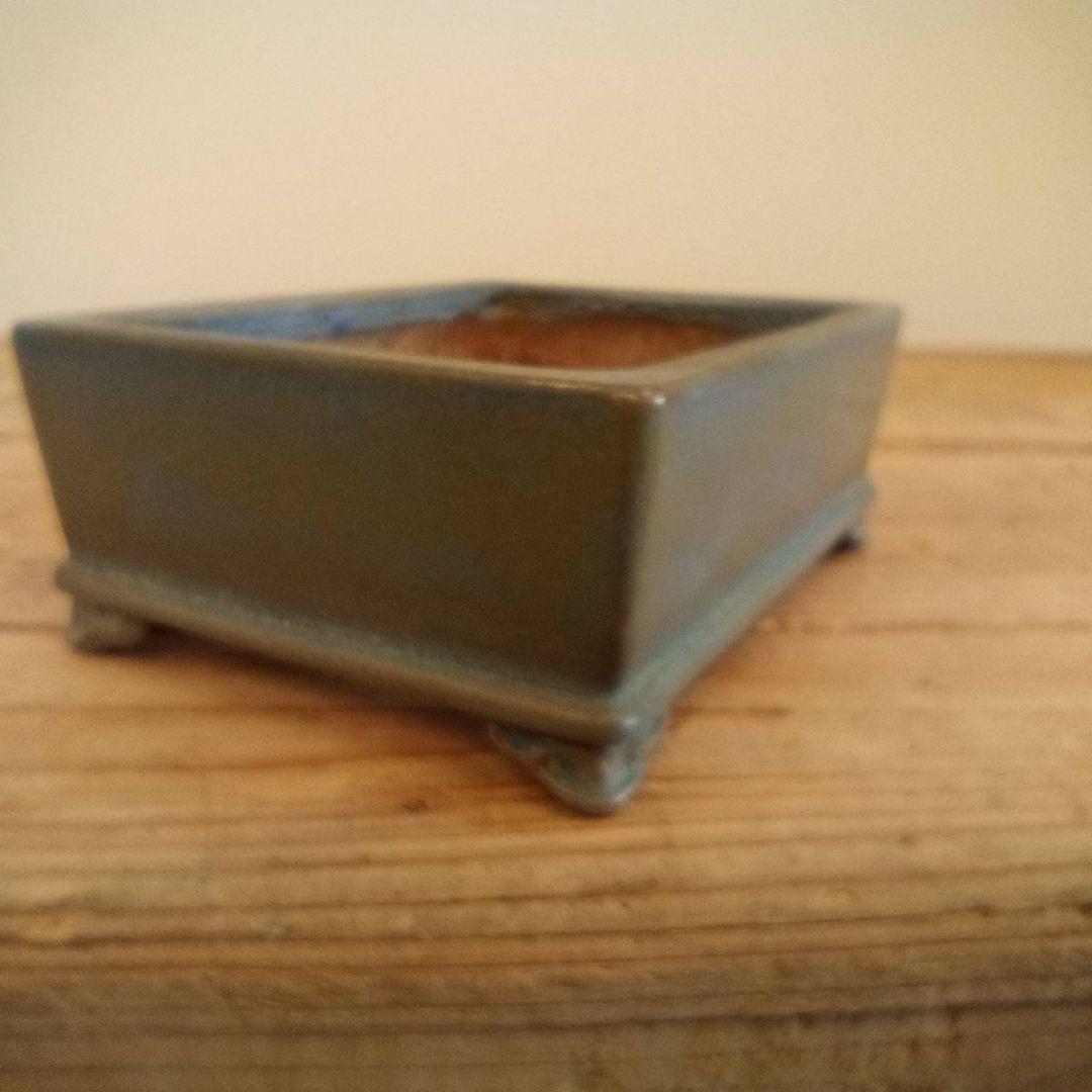 盆栽　平安香山鉢　鉢寸法11.3×3.8×4.3