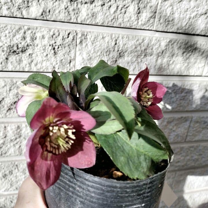 クリスマスローズ　sdポーセリン系　赤　原種交配　大木ナーサリー　バラ　苗　鉢