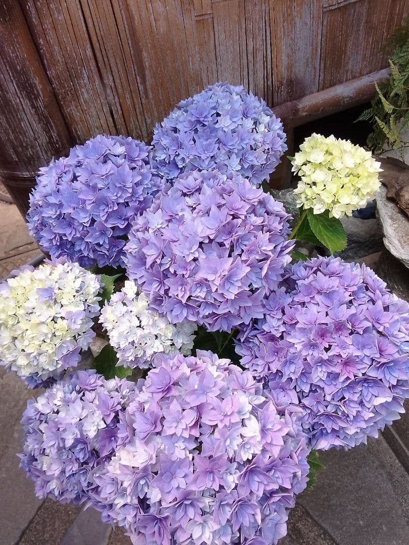 アンティークカラーに。。◆ボリューム満点◆幾重にも重なった花弁　鬼ヶ島　紫陽花