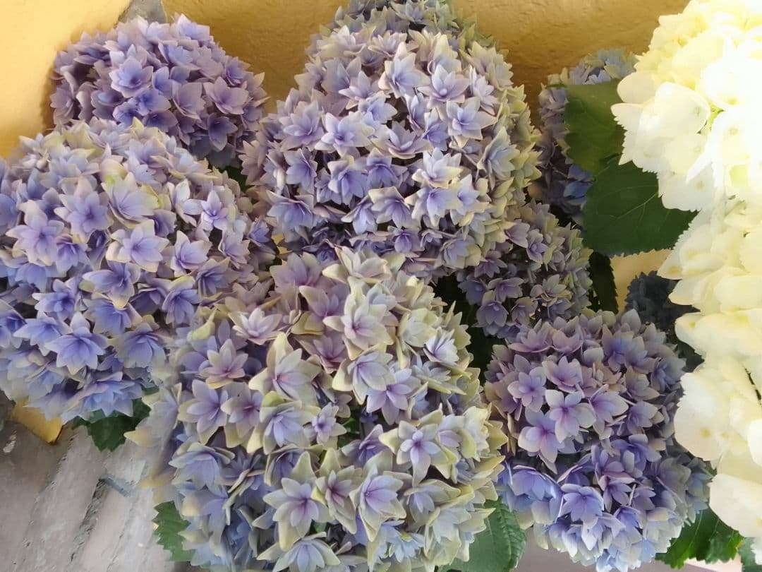 アンティークカラーに。。◆ボリューム満点◆幾重にも重なった花弁　鬼ヶ島　紫陽花