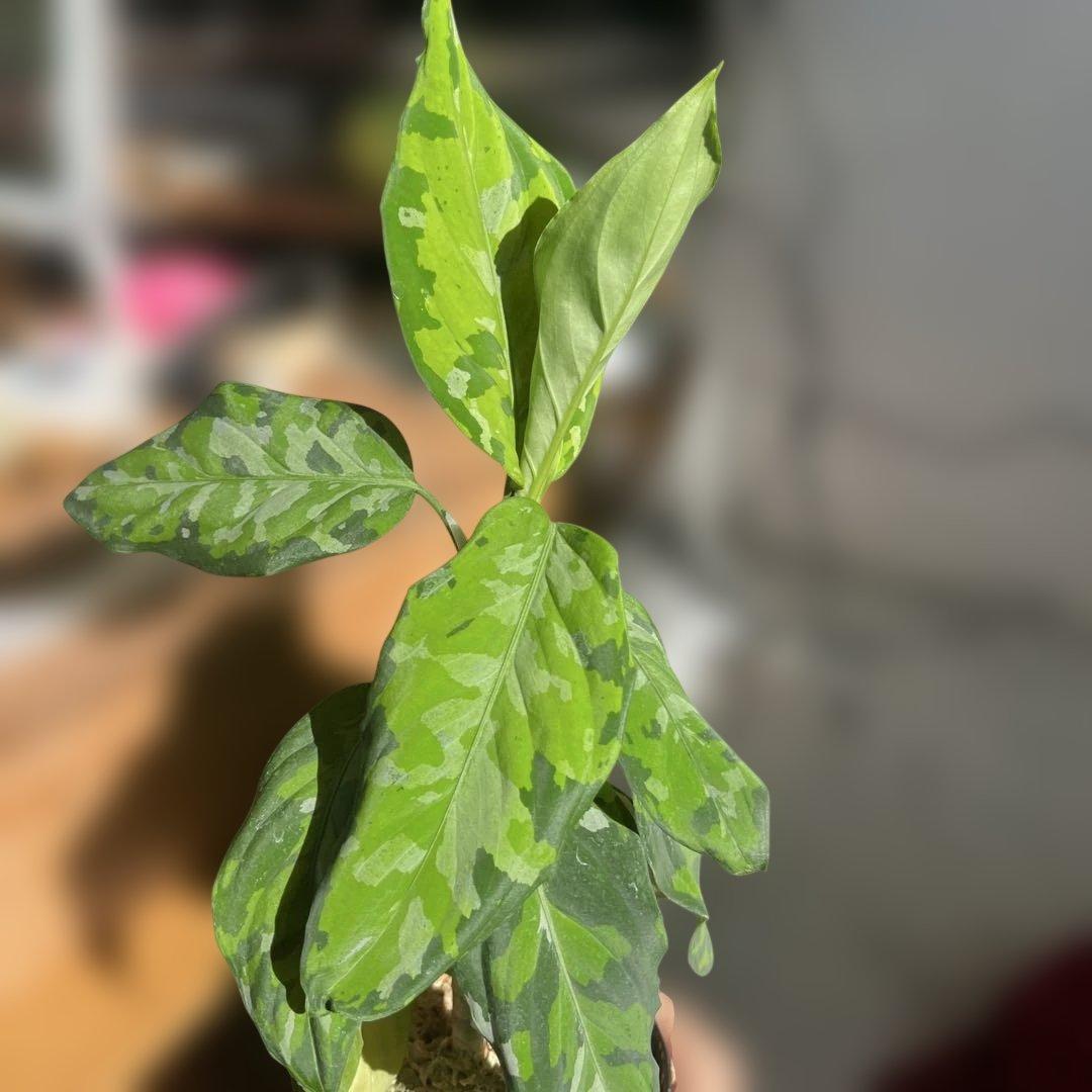 ピクタム　神奈川県限定　希少