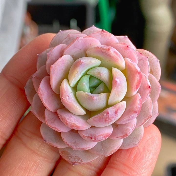 アメイジンググレイス　ラスト