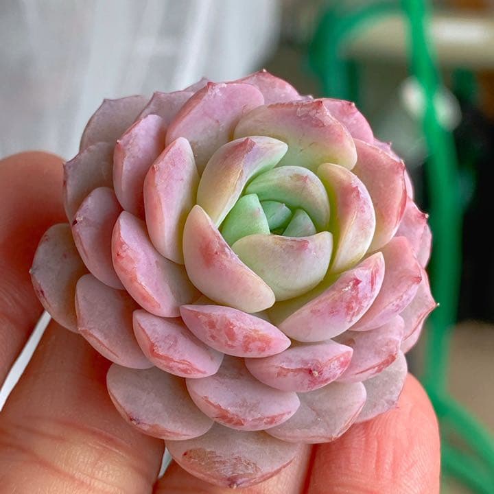 アメイジンググレイス　ラスト