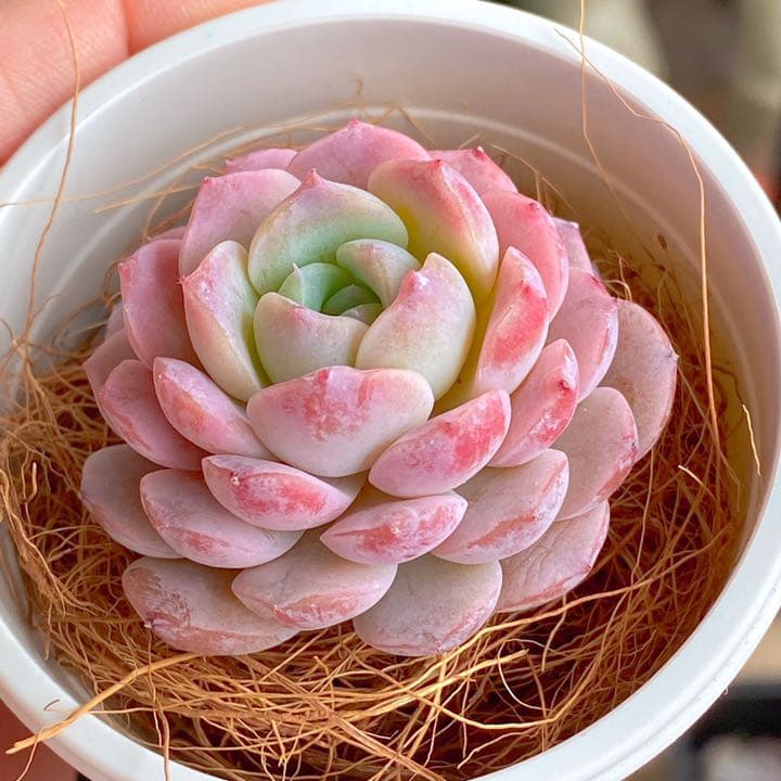 アメイジンググレイス　ラスト