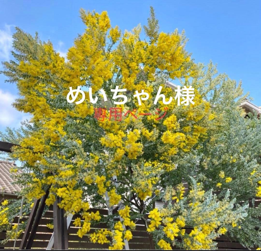 めいちゃんページ　パールアカシア