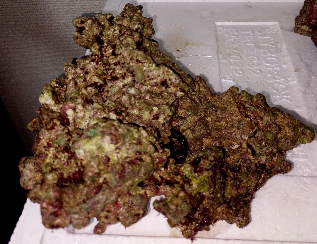 ライブロック 中型 赤褐色