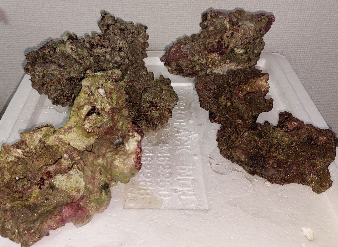 ライブロック 中型 赤褐色