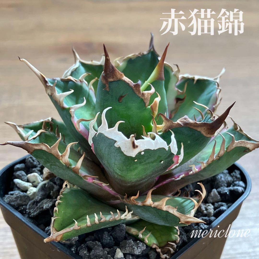 匿名配送【鉢ごと発送】活着　特大　アガべ　チタノタ　赤猫錦　覆輪斑　TC
