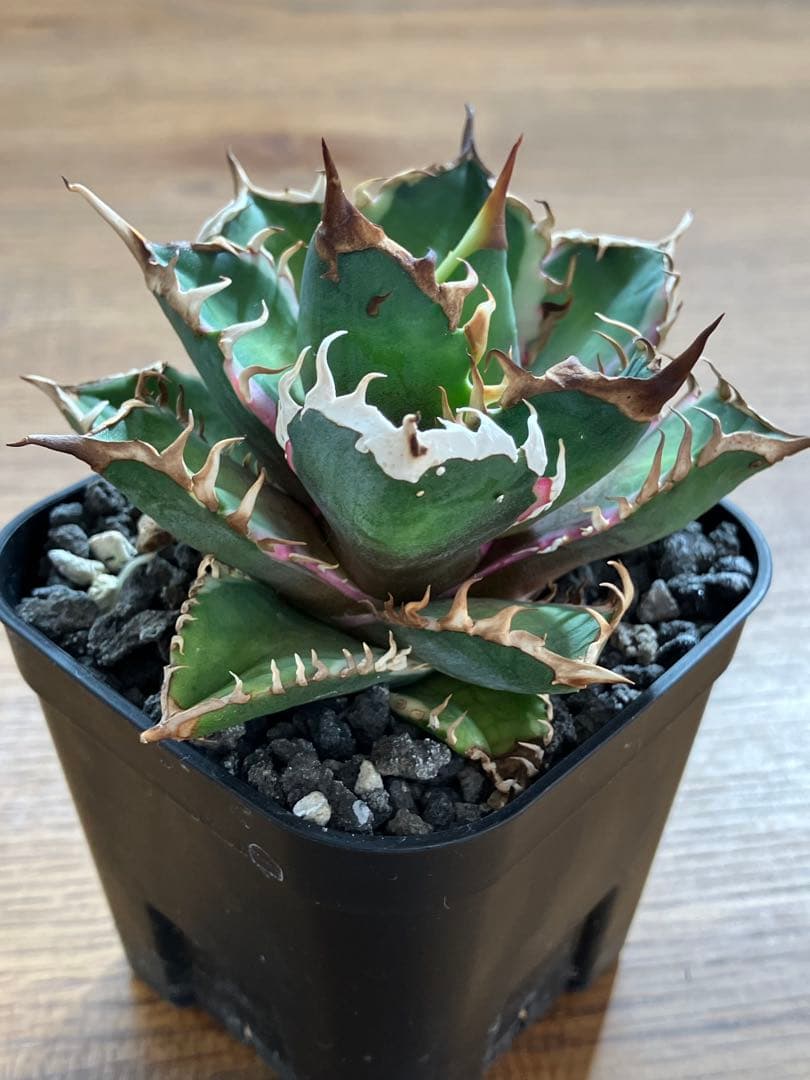 匿名配送【鉢ごと発送】活着　特大　アガべ　チタノタ　赤猫錦　覆輪斑　TC