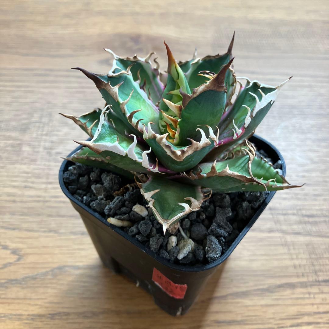 匿名配送【鉢ごと発送】活着　特大　アガべ　チタノタ　赤猫錦　覆輪斑　TC