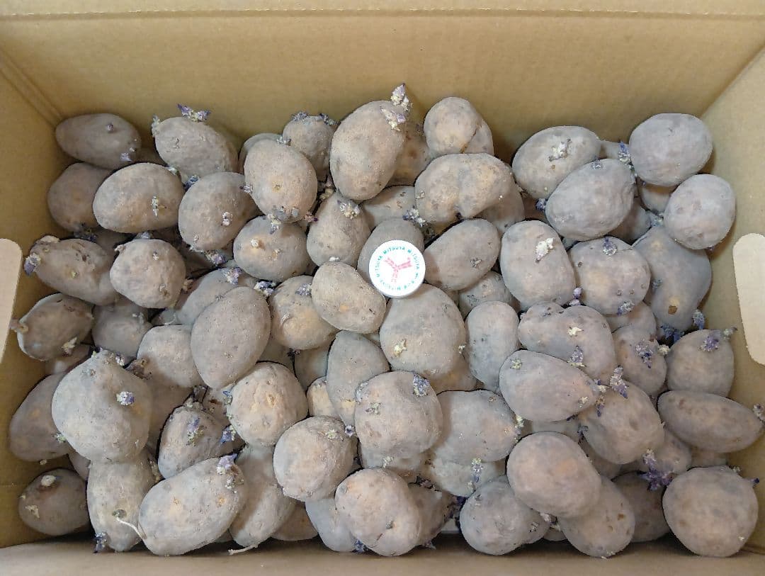 インカのめざめ 種芋 7kg②