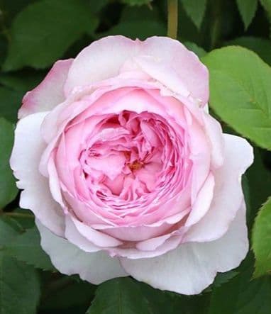 バラ苗　ミルオンザフ⚪ス