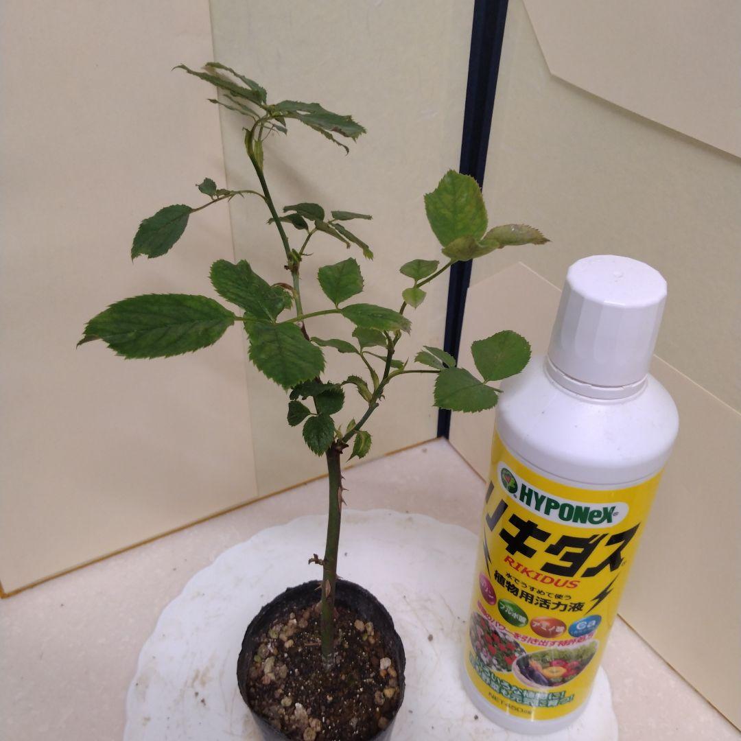 バラ苗　ミルオンザフ⚪ス