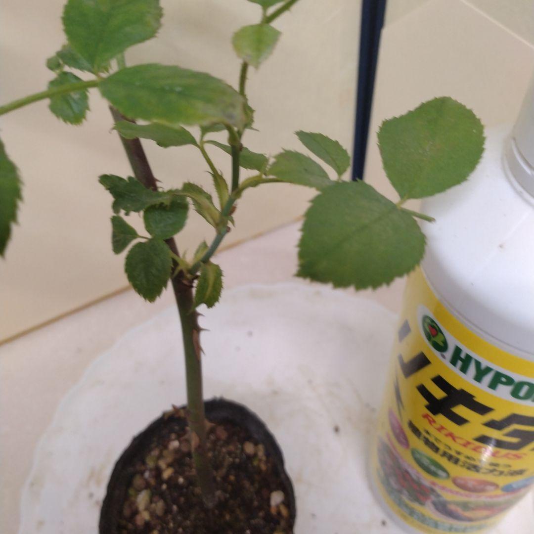 バラ苗　ミルオンザフ⚪ス