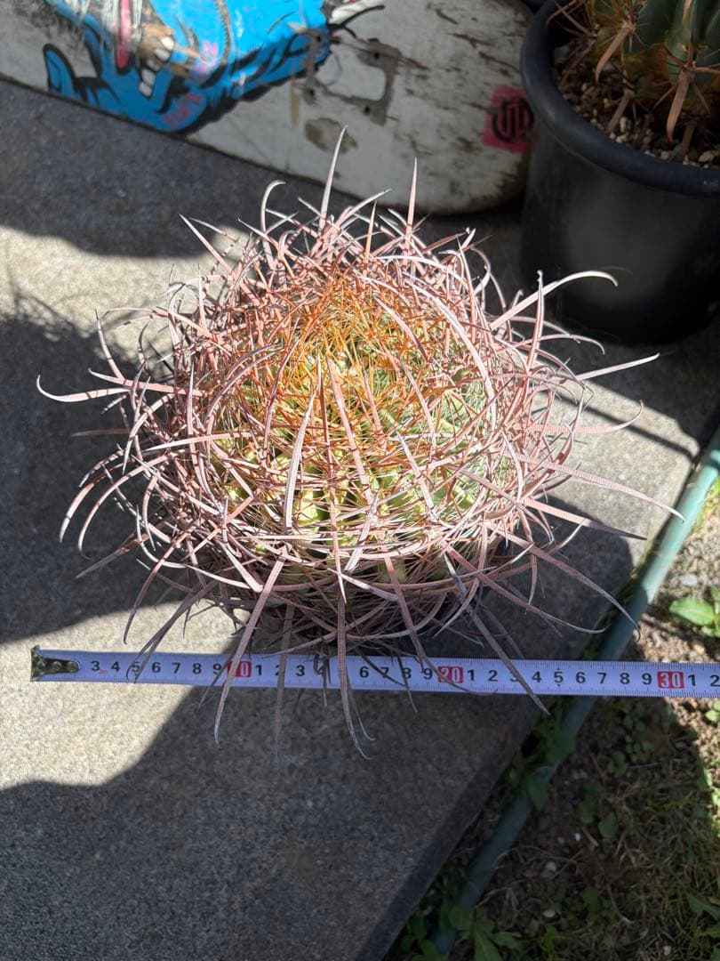 フェロカクタス鯱頭◇多肉サボテン南国ドライガーデン島アガベ　ユッカ　ヤシ　アロエ