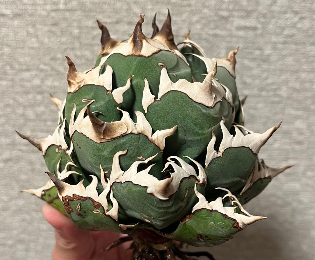 【値下げ】コレクション株　レッドキャットウィーズル　ボールタイプ　極上株