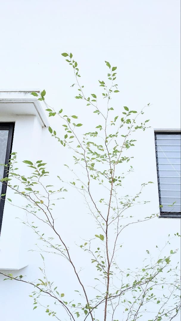 極美。特大山採りアブラチャン。