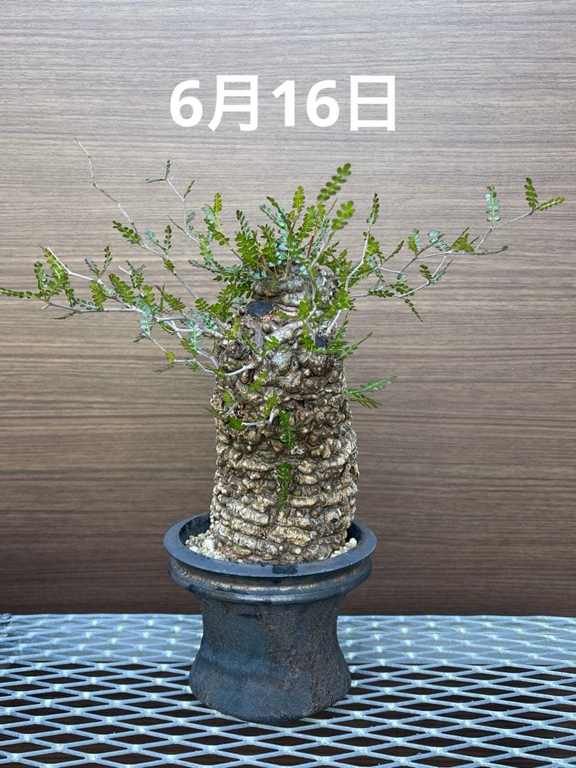 オペルクリカリア　パキプス発根済み