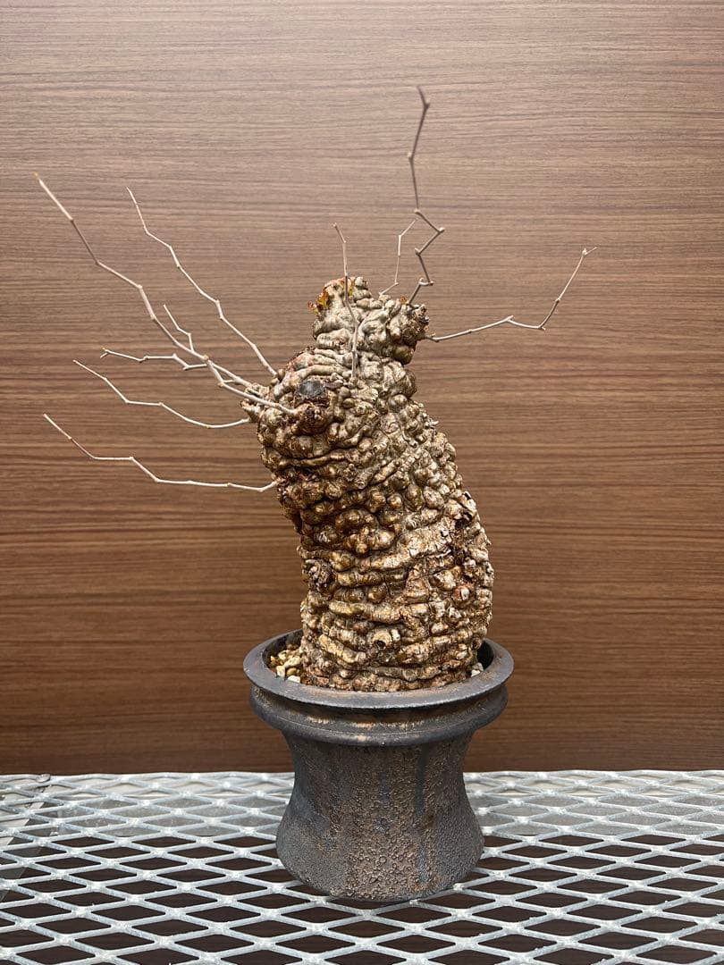 オペルクリカリア　パキプス発根済み