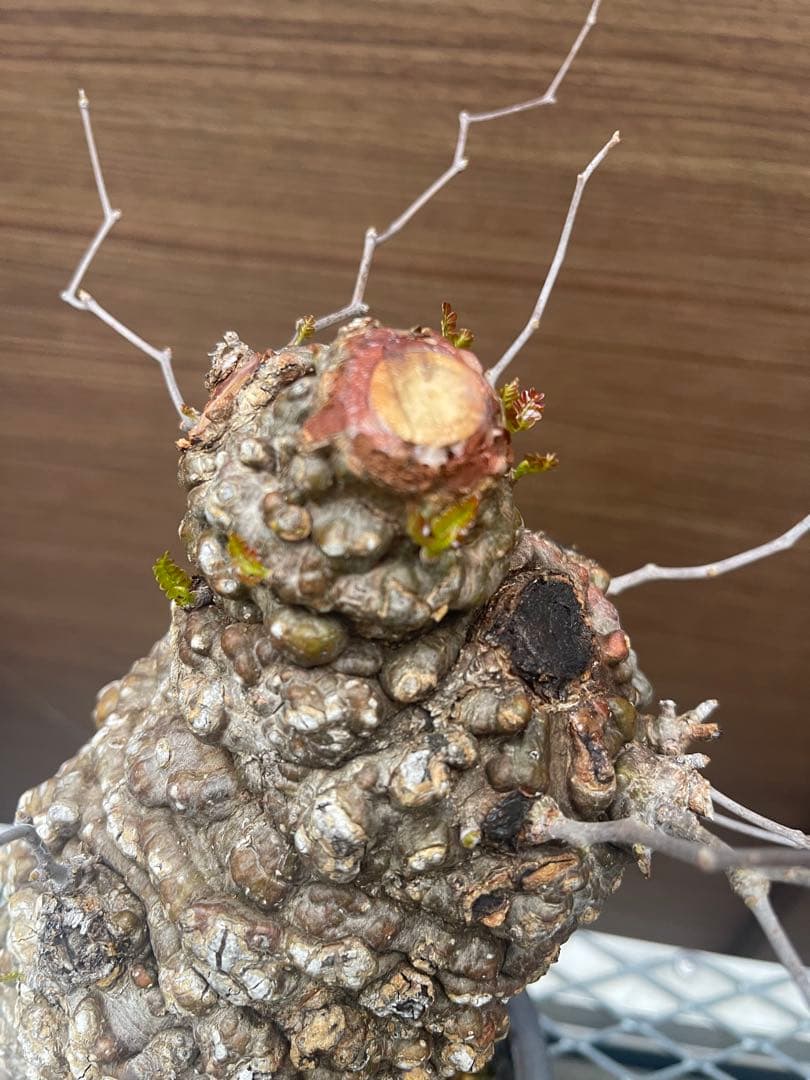 オペルクリカリア　パキプス発根済み