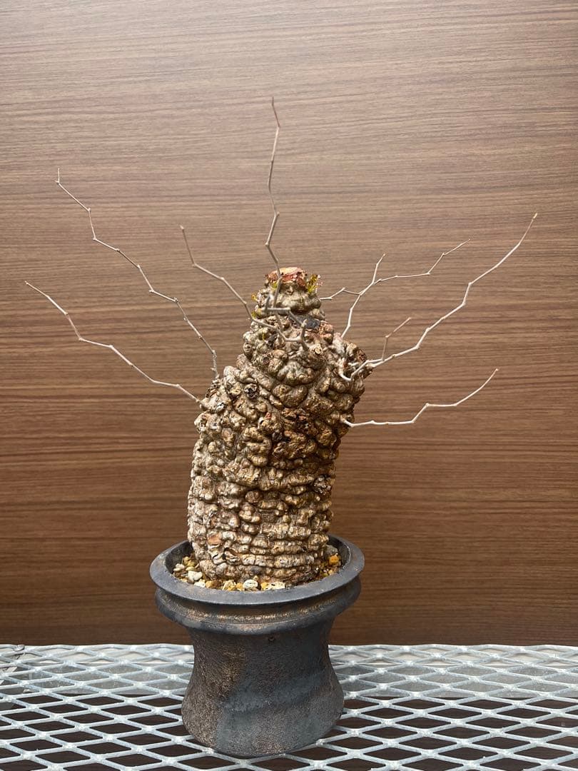 オペルクリカリア　パキプス発根済み