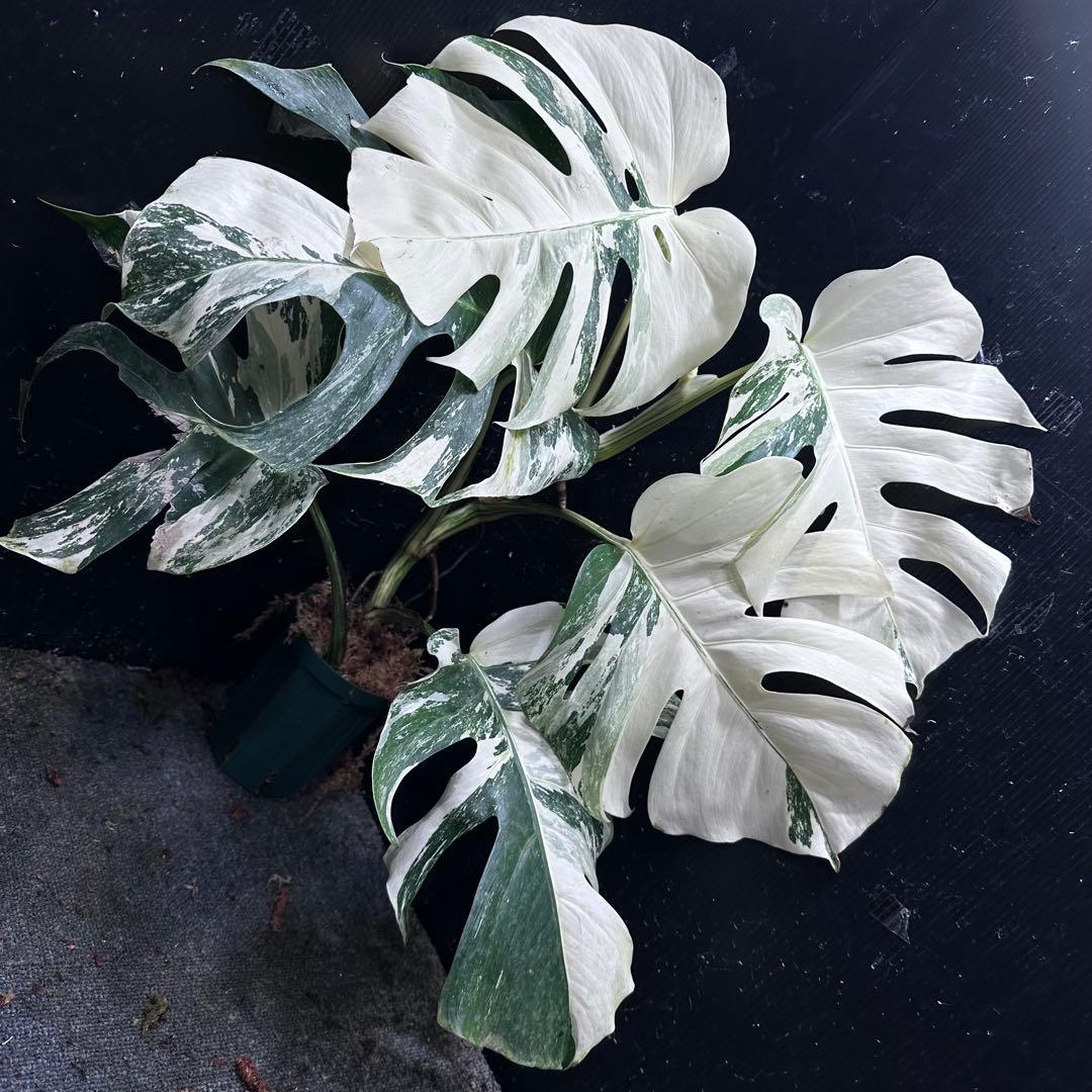 う*こ様 斑入りモンステラ ホワイトタイガー極美大株68cm白斑多