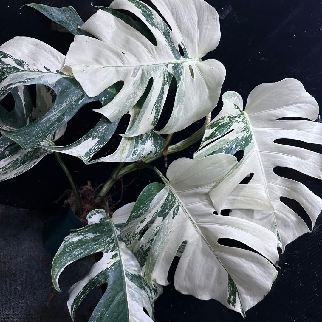う*こ様 斑入りモンステラ ホワイトタイガー極美大株68cm白斑多