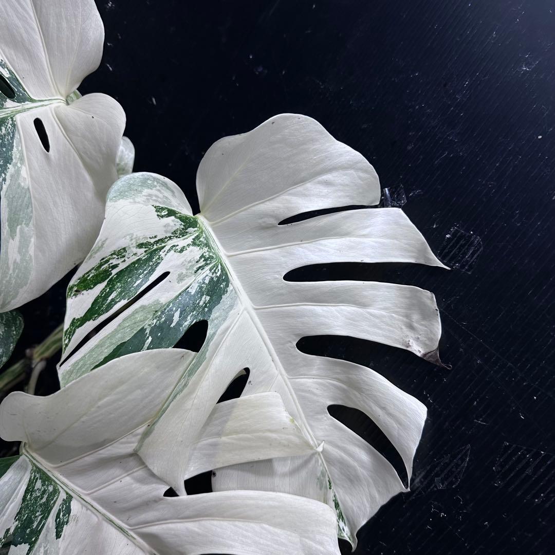 う*こ様 斑入りモンステラ ホワイトタイガー極美大株68cm白斑多