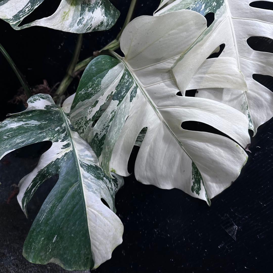 う*こ様 斑入りモンステラ ホワイトタイガー極美大株68cm白斑多