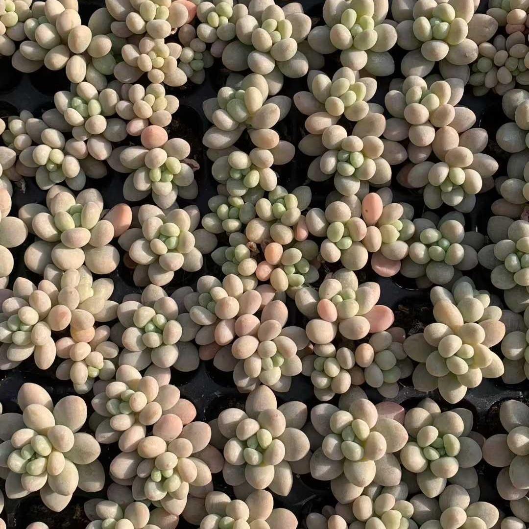 Top【選抜株】　多肉植物　24185モンローHyb 105個　プラグトレー苗