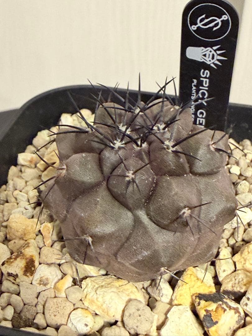 コピアポアデュラ 黒王丸 ハイブリット 実生