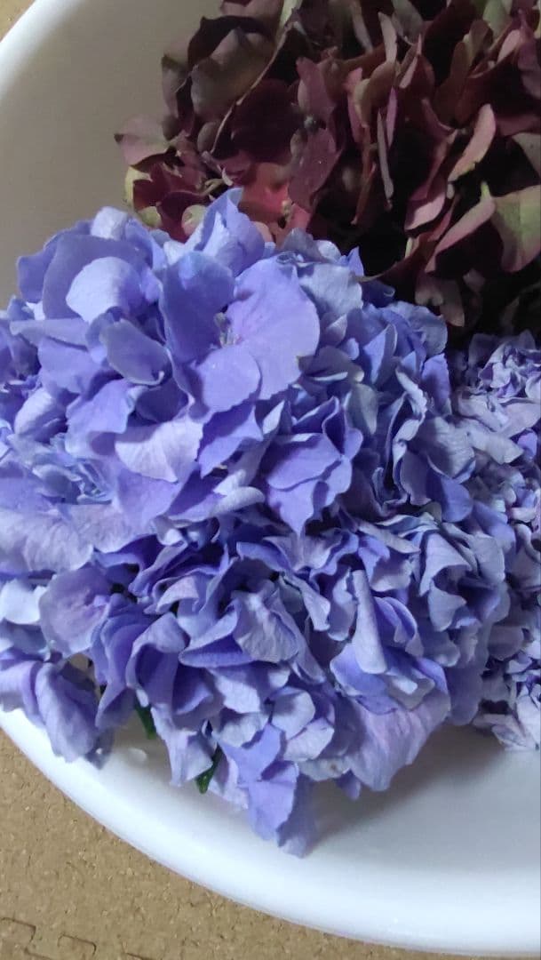 品種不明　確認画像