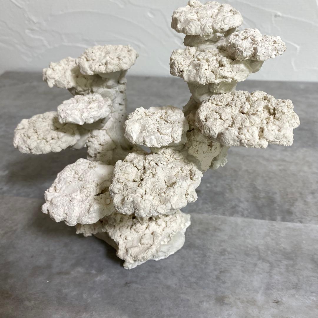 レイアウト済　ホワイト人工石 11個置ける　ライブロック　30cm水槽用