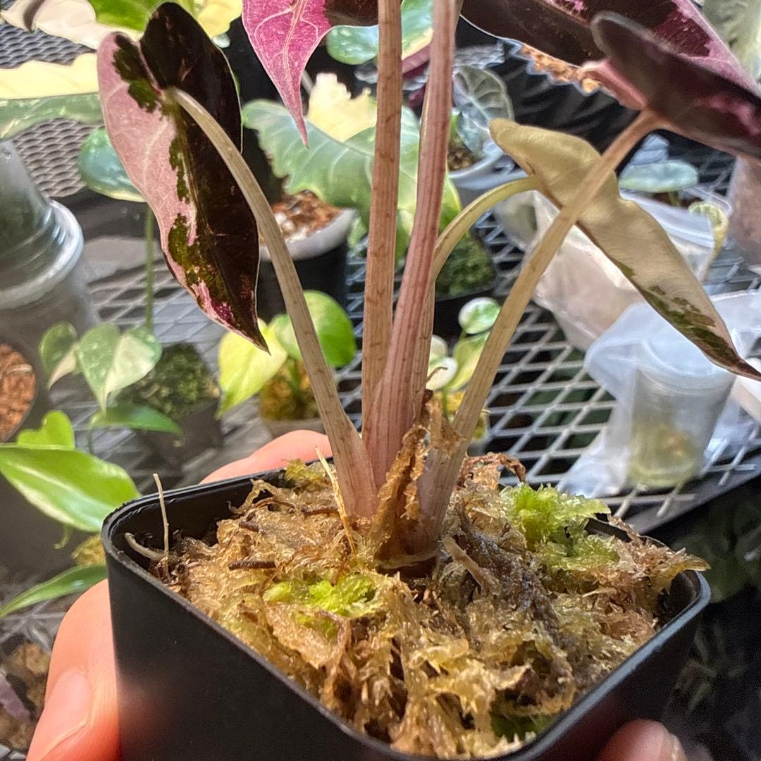 テ*ー様 格安 アロカシア バンビーノ ピンク 選抜株