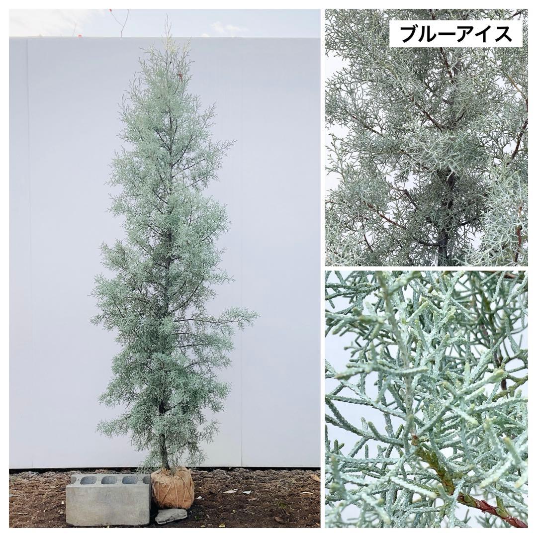 コニファー　ブルーアイス/ 1032