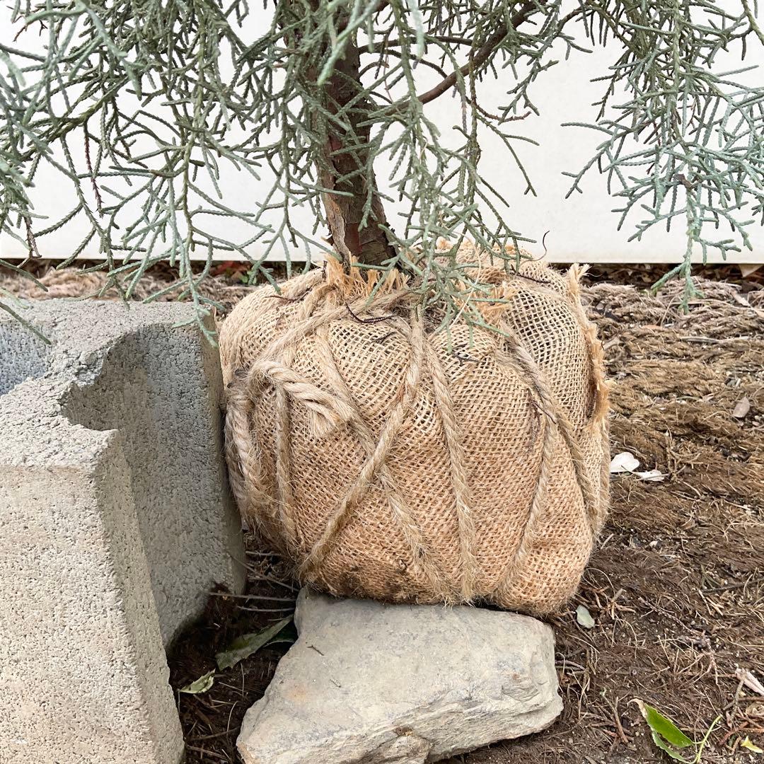 コニファー　ブルーアイス/ 1032