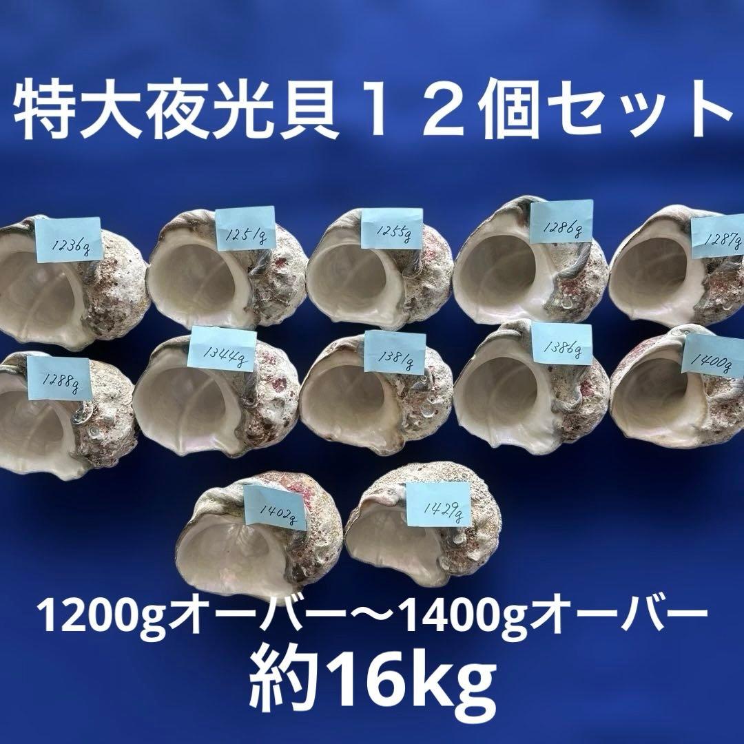 特大夜光貝　ヤコウ貝　まとめ売り　12個 約16 kg アクセサリー　ルアー