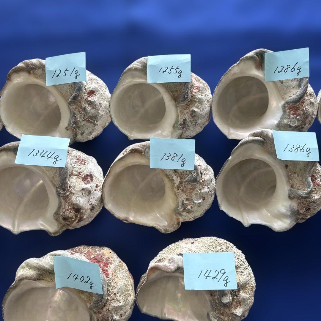 特大夜光貝　ヤコウ貝　まとめ売り　12個 約16 kg アクセサリー　ルアー