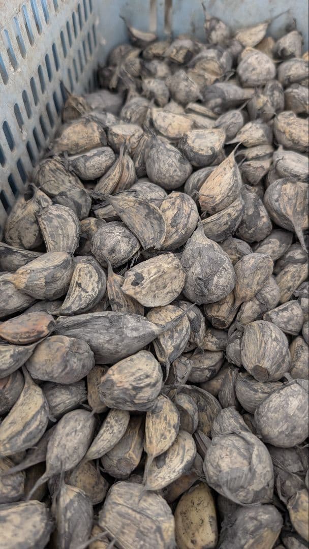 青森にんにくLIFE専用