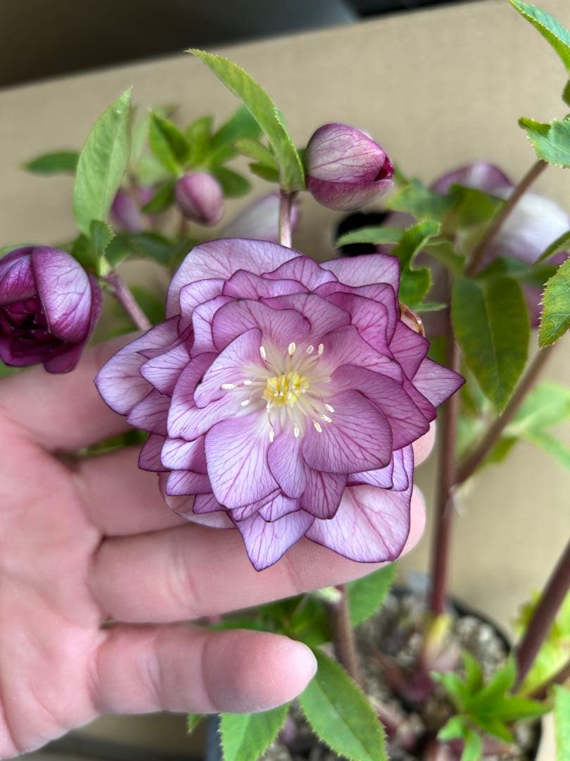 加藤農園 クリスマスローズ 八重咲ピンク系 同梱推奨