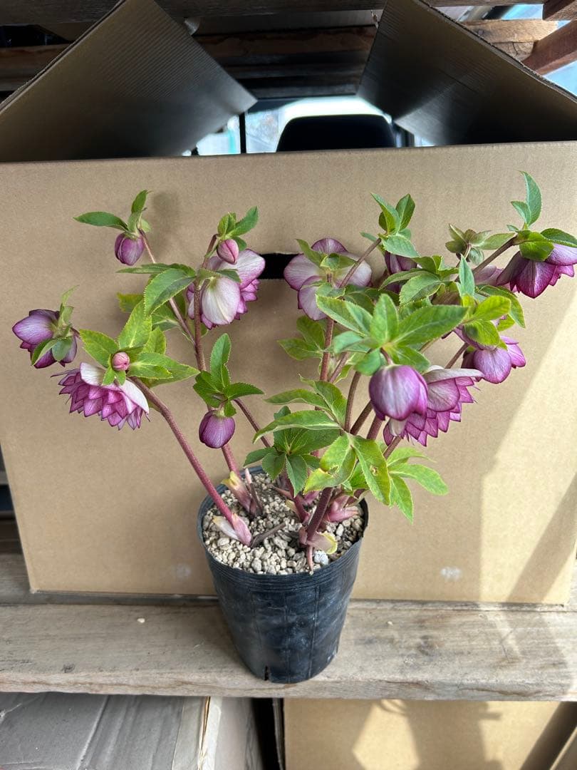 加藤農園 クリスマスローズ 八重咲ピンク系 同梱推奨