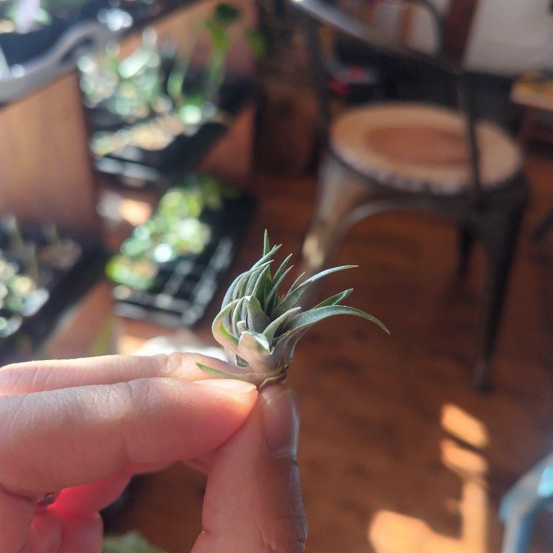 チランジア　カウツキー　エアプランツ